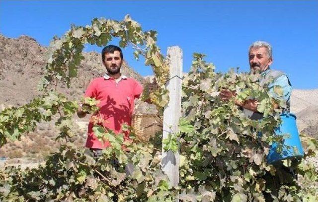 Meyveleri Yazın Dalından, Kışın 'hevenk'ten Yiyorlar