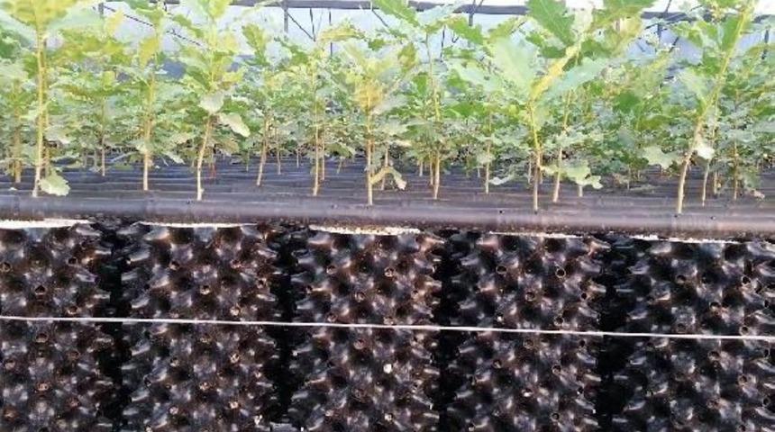 Orman Bakanlığı Kilosu 3 Bin 500 Avro Olan Tr&uuml;f Mantarı I&ccedil;in Kolları Sıvadı