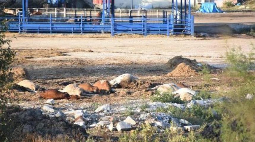 Karantinada Telef Olan B&uuml;y&uuml;kbaş Hayvanlar I&ccedil;in Inceleme Başlatıldı