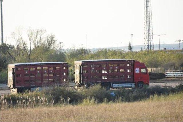 Karantinada Telef Olan Büyükbaş Hayvanlar Için Inceleme Başlatıldı