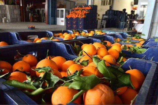 &Uuml;retici Ve Komisyoncuların Tek Umudu  yeni Hal Yasası  2