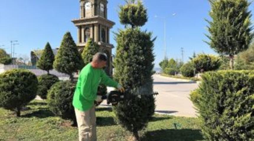 Başiskele’de Ağaçlar Formda Tutuluyor