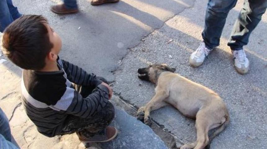 Yaralı Yavru K&ouml;peğin Yardımına &Ccedil;evredekiler Koştu