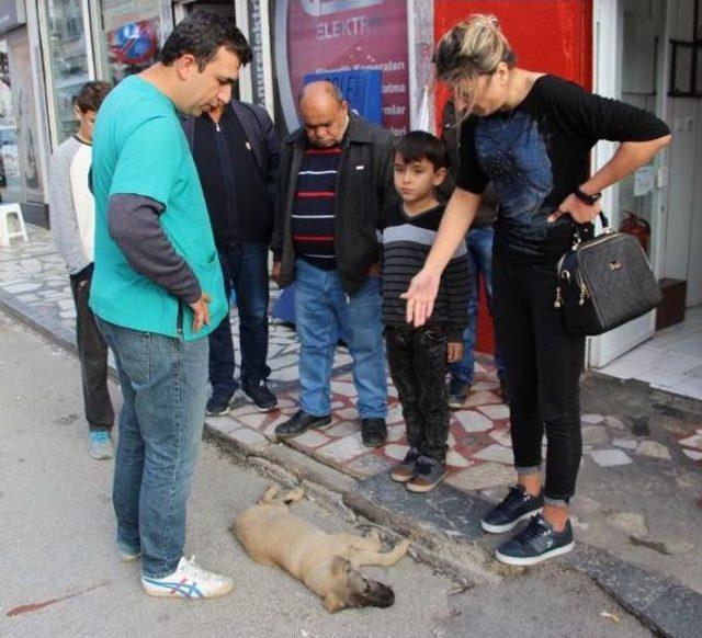 Yaralı Yavru Köpeğin Yardımına Çevredekiler Koştu