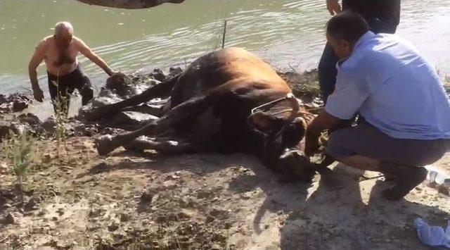 İtfaiyeden İnek Kurtarma Operasyonu