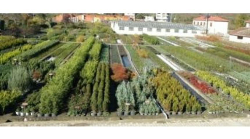 Ordu&rsquo;da 1.1 Milyon Fidan &Uuml;retildi