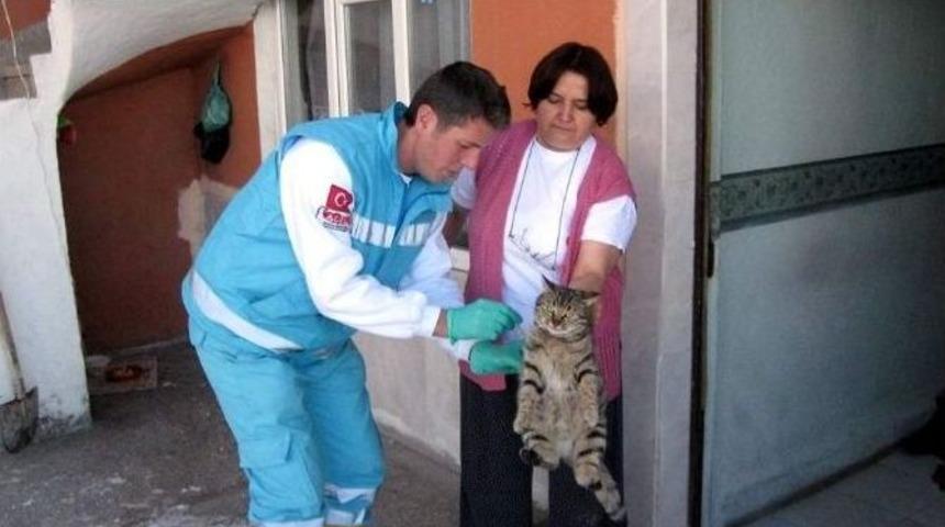 Donmak &Uuml;zere Olan 3 Sokak Kedisini Hayata D&ouml;nd&uuml;rd&uuml;ler