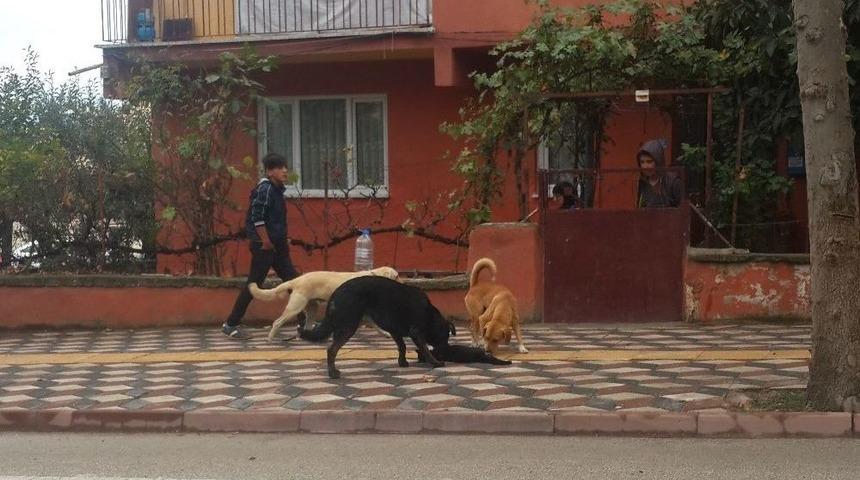 Başıboş Köpekler Çocukların Gözü Önünde 4 Yavrusu Olan Anne Kediyi Boğarak Öldürdü