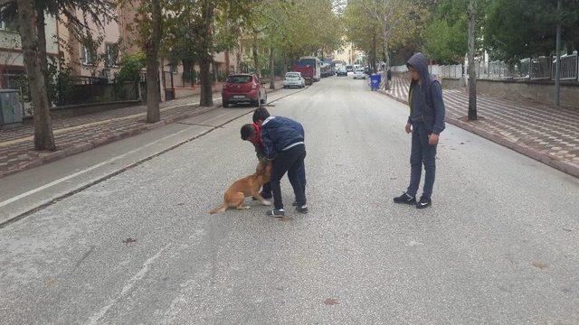 Başıboş Köpekler Çocukların Gözü Önünde 4 Yavrusu Olan Anne Kediyi Boğarak Öldürdü