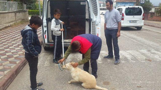 Başıboş Köpekler Çocukların Gözü Önünde 4 Yavrusu Olan Anne Kediyi Boğarak Öldürdü