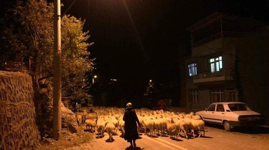 G&ouml;&ccedil;ebeler Yaylalardan D&ouml;nmeye Başladı