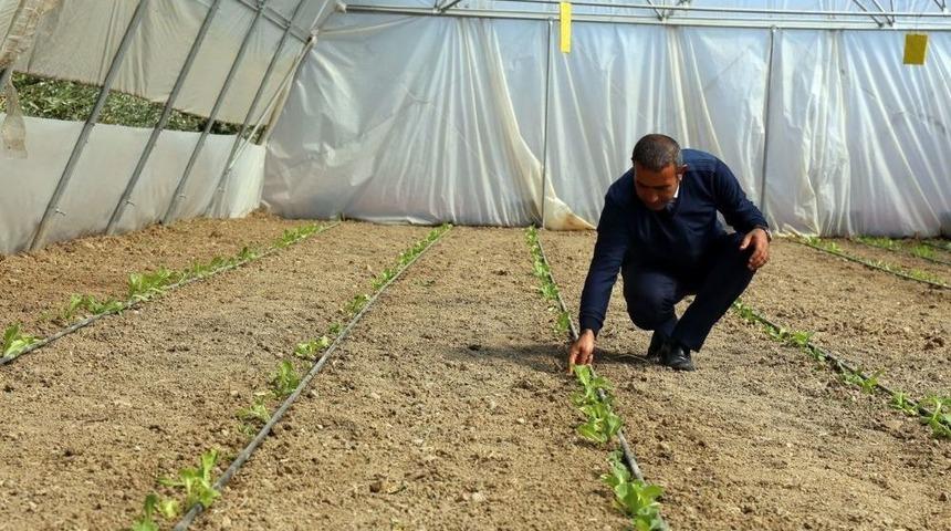 G&uuml;rpınar&rsquo;daki &Ouml;rnek Seralarda Marul Ekimi