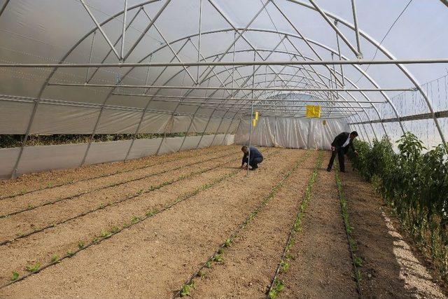 G&uuml;rpınar&rsquo;daki &Ouml;rnek Seralarda Marul Ekimi 2