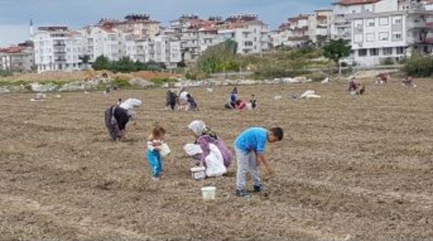 Hasat Sonrası Tarlada Kalan Fıstıklara Akın Ettiler