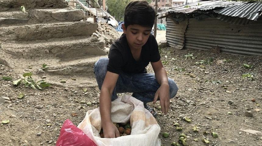 Şemdinli’de Ceviz Hasadı