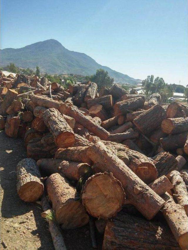 Anamur’da 100 Ster Kaçak Odun Ele Geçirildi