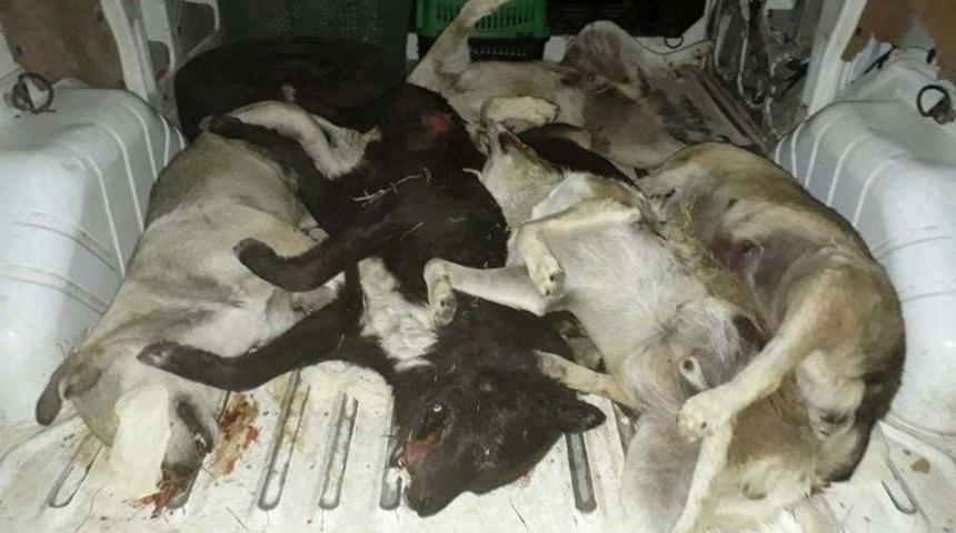 Aydın&rsquo;da K&ouml;pek Katliamı