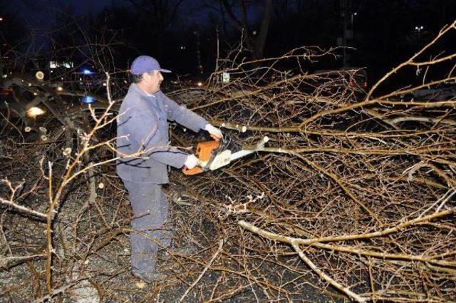 Beşiktaş'ta Ağaç Devrildi Yol Kapandı