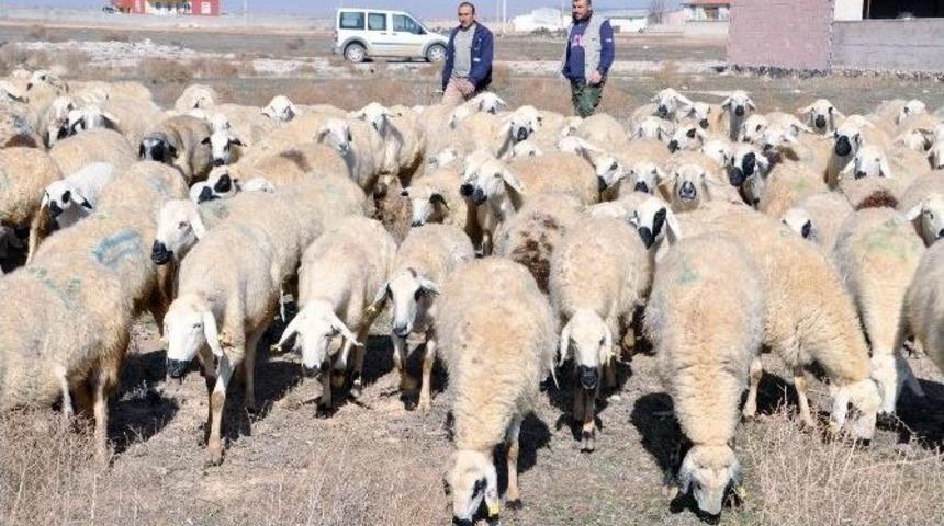 (özel Haber) Çobanlara Eğitim Kursu Açılıyor