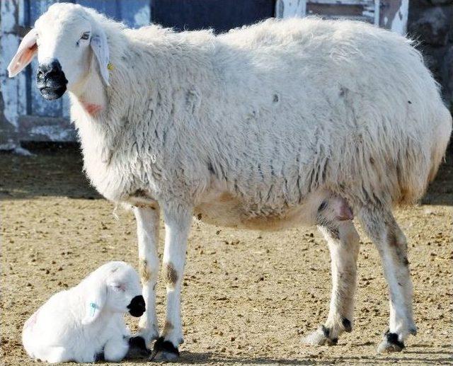 (özel Haber) Çobanlara Eğitim Kursu Açılıyor