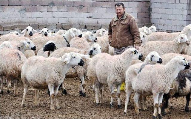 (özel Haber) Çobanlara Eğitim Kursu Açılıyor