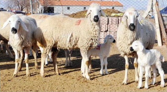 (özel Haber) Çobanlara Eğitim Kursu Açılıyor