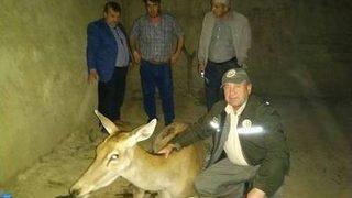 Taraklı’da Yaralı Geyik Bulundu