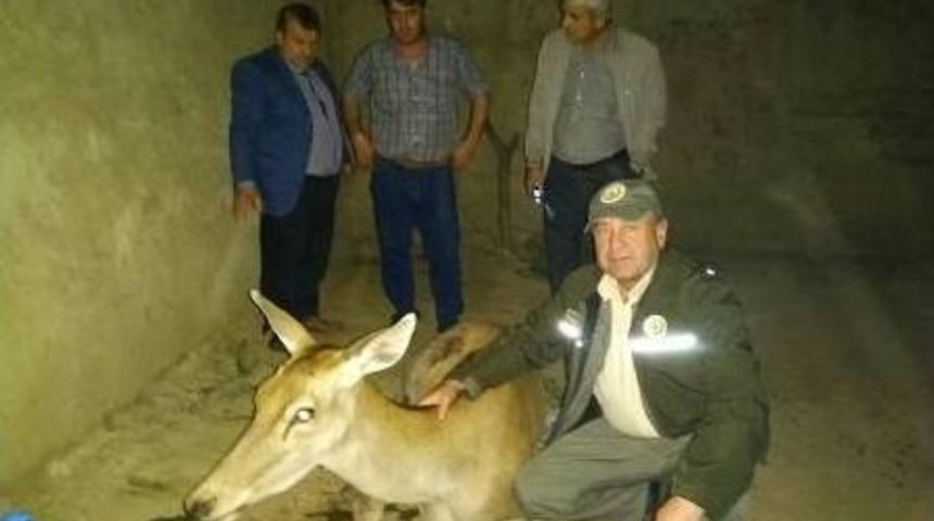 Taraklı’da Yaralı Geyik Bulundu