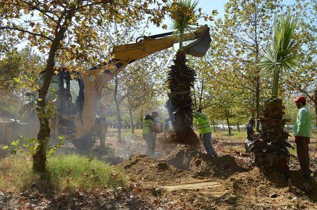 Turgutlu Belediyesinden Çevrecilik Örneği 2
