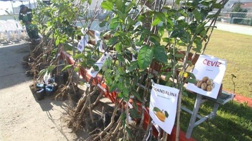 Kandıralı &Ccedil;ift&ccedil;iler Meyve Fidanlarını Aldı