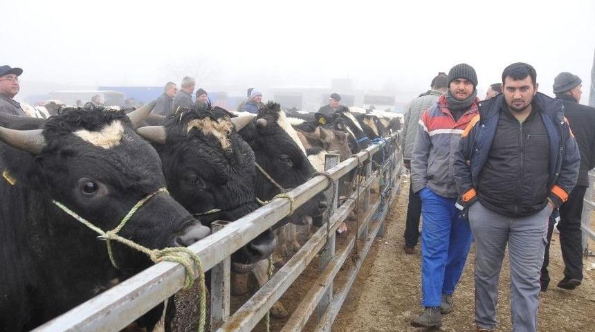 Trakya’nın En Büyük Hayvan Pazarı 1 Aydır Kapalı