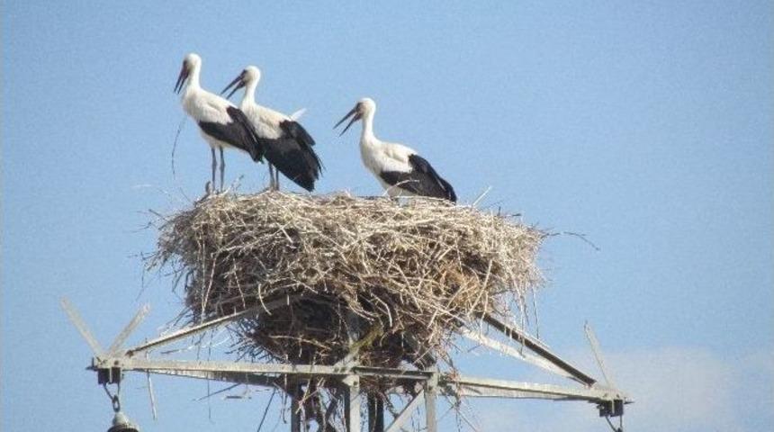 Baharı M&uuml;jdeleyen Leylekler Tuzluca&rsquo;ya Geldi