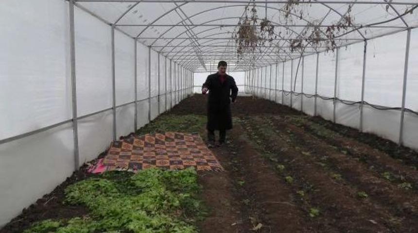 Muş'ta Karakışta Serada Ispanak Ve Marul Yetiştirdiler