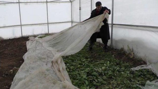 Muş'ta Karakışta Serada Ispanak Ve Marul Yetiştirdiler