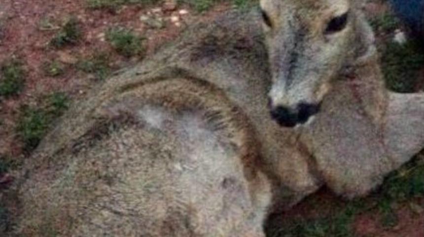 Yaralı Dağ Ke&ccedil;isine K&ouml;yl&uuml;ler Sahip &Ccedil;ıktı