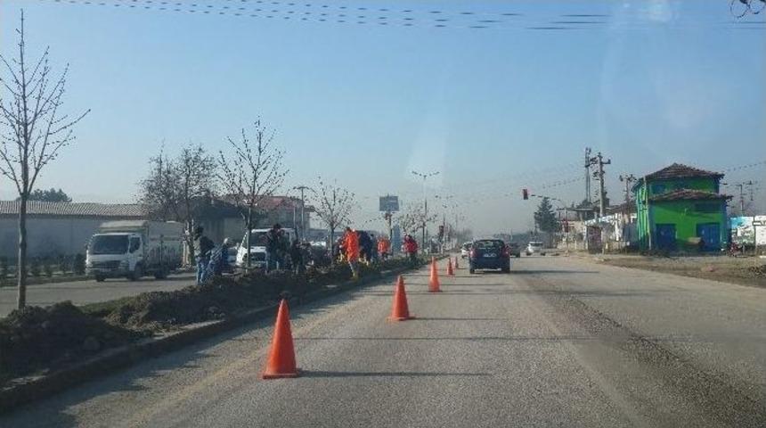 D&uuml;zce G&uuml;l Kokacak