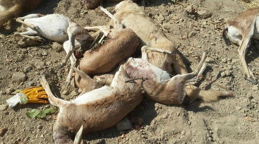 K&ouml;peklerin Saldırısına Uğrayan Ceylanlar Telef Oldu