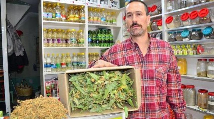 Ihlamurun Kilosu 350 Lirayı Buldu