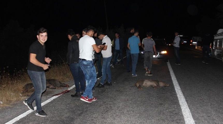 Aydın&rsquo;da Domuz İstilası Başladı