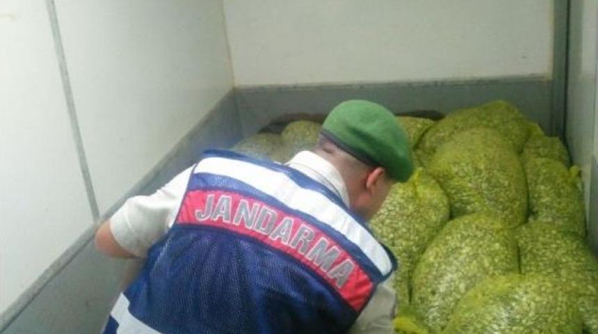 Bursa’da 1 Ton 200 Kilo Kaçak Midye Ele Geçirildi