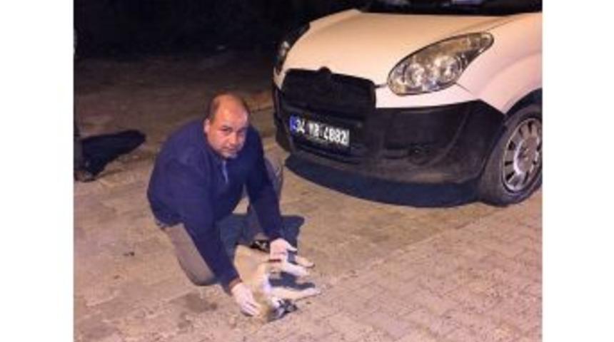 Yaralı Köpek Kurtarıldı