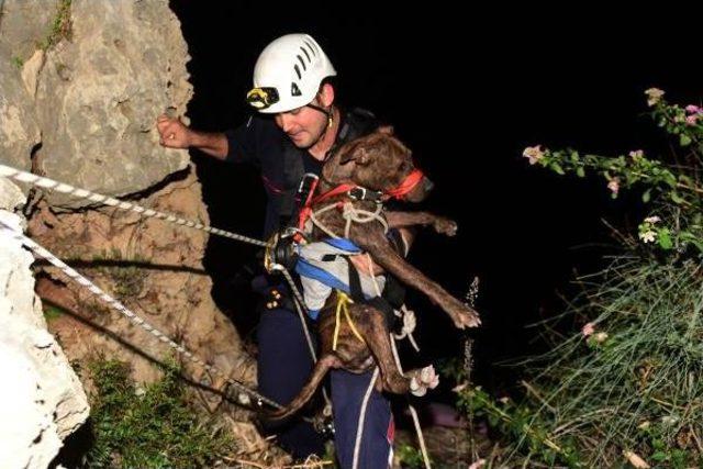 Falezlerde Köpek Kurtarma Operasyonu