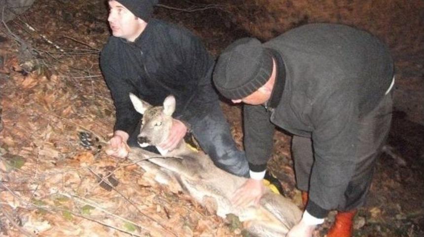 Dereye D&uuml;şen Yavru Karacayı İtfaiye Kurtardı