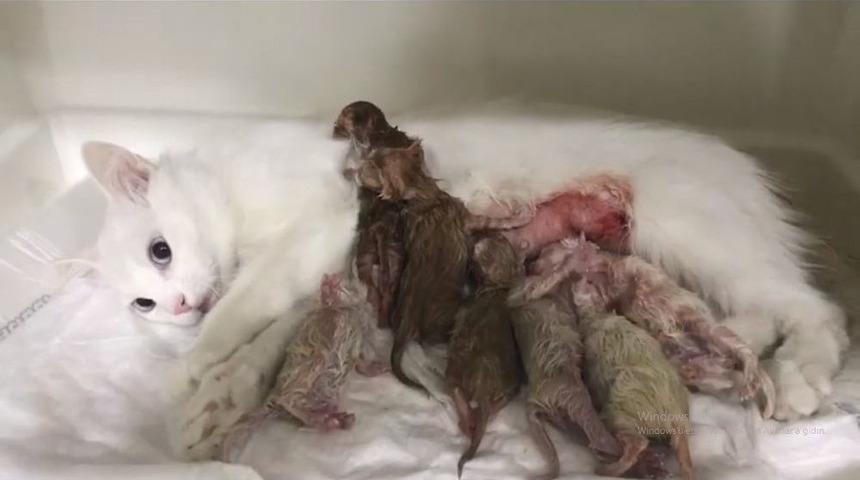 (&ouml;zel Haber) Kedicikler Sezeryanla Kurtarıldı