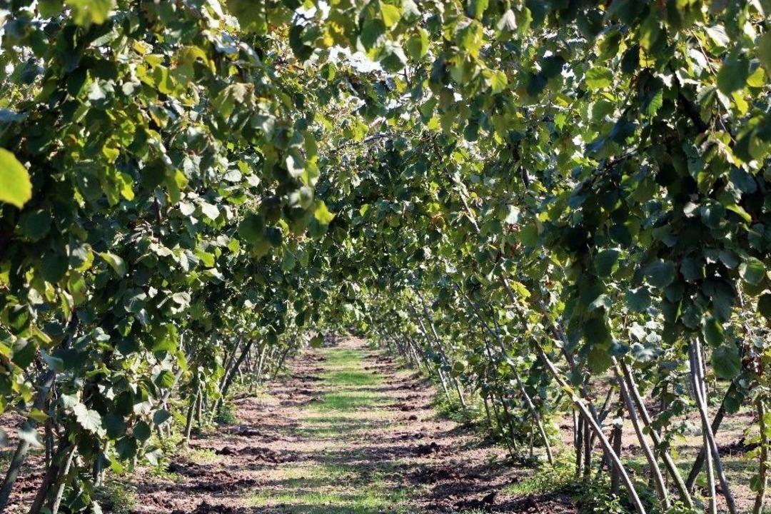 (&ouml;zel Haber) Ziraat M&uuml;hendisleri Uyardı, &rsquo;hasat Sonrası Bah&ccedil;elerinizi Terk Etmeyin&rsquo;