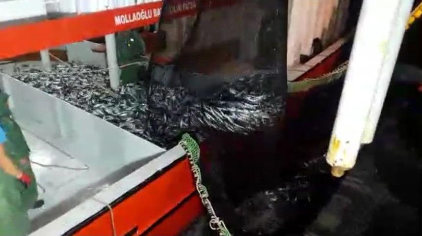 Karadeniz&rsquo;de Palamut Bolluğu