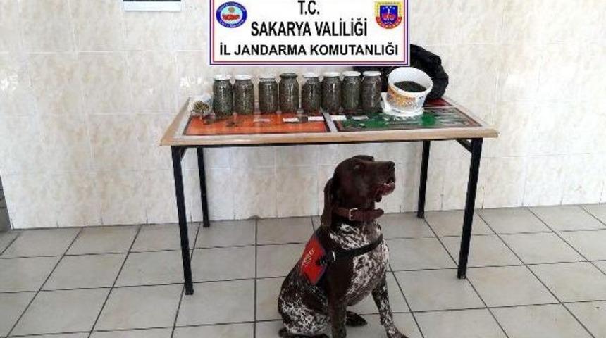Sakarya'da 2 Kişiyi Yaralayan Okul Hizmetlisinin Evinden 2 Kilo Esrar Çıktı