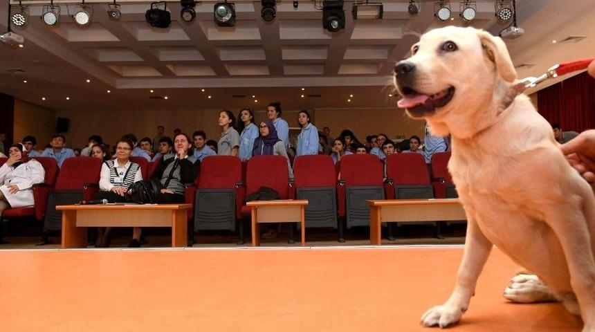 Dersimiz Hayvan Sevgisi