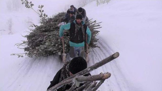 Muş'ta Köylüler Yakacak Odunu Kızaklarla Taşıyor