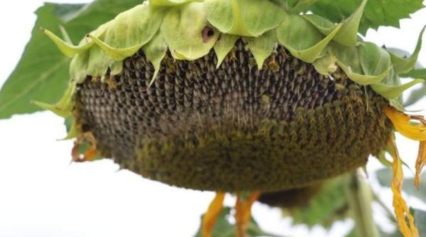 Ay&ccedil;i&ccedil;eğindeki Yağ Oranını D&uuml;ş&uuml;r&uuml;p Light &Ccedil;ekirdek &Uuml;retecekler